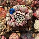 Echeveria 'La La' Cluster 2" Succulent Plant Cutting