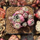 Echeveria 'La La' Cluster 2" Succulent Plant Cutting