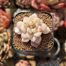Echeveria 'Ecolatte' 1" Succulent Plant Cutting