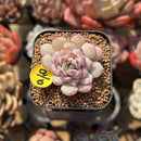 Echeveria 'Ecolatte' 1" Succulent Plant Cutting