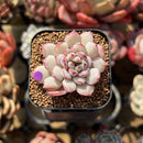 Echeveria 'Ecolatte' 1" Succulent Plant Cutting