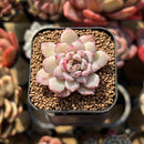 Echeveria 'Ecolatte' 1" Succulent Plant Cutting