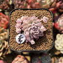 Echeveria 'Prolifica' Variegated 1"-2" Succulent Plant Cutting