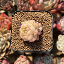 Echeveria 'Meloromance' 1" Succulent Plant Cutting