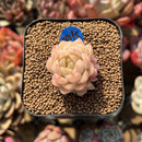 Echeveria 'Meloromance' 1" Succulent Plant Cutting