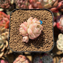 Echeveria 'Meloromance' 1" Succulent Plant Cutting