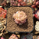 Echeveria 'Meloromance' 1" Succulent Plant Cutting