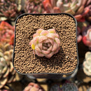 Echeveria 'Meloromance' 1" Succulent Plant Cutting