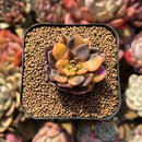 Echeveria 'Black Prince' Variegated 2" Succulent Plant Cutting