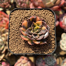 Echeveria 'Black Prince' Variegated 2" Succulent Plant Cutting