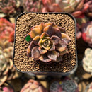 Echeveria 'Black Prince' Variegated 2" Succulent Plant Cutting