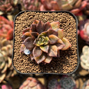 Echeveria 'Black Prince' Variegated 2" Succulent Plant Cutting