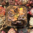 Echeveria 'Black Prince' Variegated 2" Succulent Plant Cutting