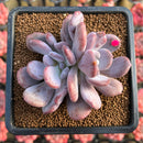 Pachyphytum 'Cinderella' 2" Succulent Plant Cutting