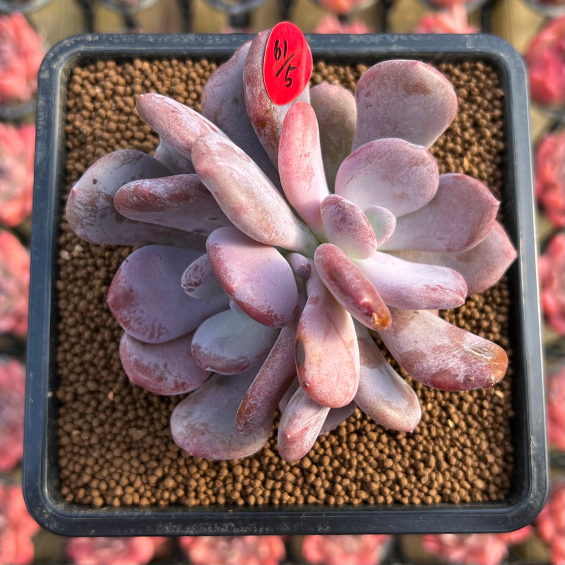 cinderella succulent Pachyphytum 'Cinderella' 2" Succulent Plant Cutting – True Succulents Plant Co