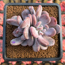 Pachyphytum 'Cinderella' 2" Succulent Plant Cutting