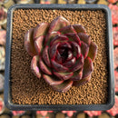 Echeveria Agavoides 'Phantom Gold' 2"-3" Succulent Plant