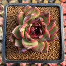 Echeveria Agavoides 'Phantom Gold' 2"-3" Succulent Plant