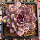 Echeveria 'Odette' 4" Succulent Plant Cutting