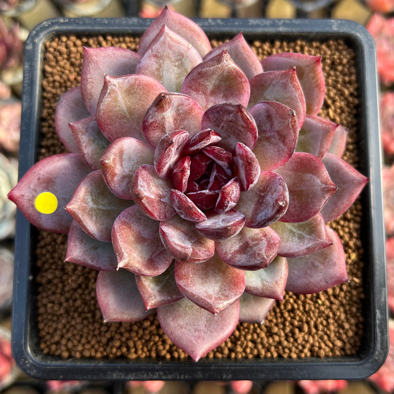 altenew mega succulent Echeveria 'Odette' 4" Succulent Plant Cutting – True Succulents Plant Co