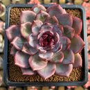 Echeveria 'Odette' 4" Succulent Plant Cutting