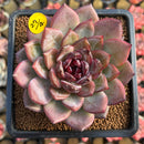 Echeveria 'Odette' 4" Succulent Plant Cutting