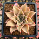 Echeveria 'Madiba' 3" Succulent Plant Cutting