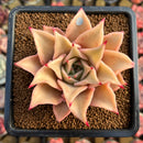 Echeveria 'Madiba' 3" Succulent Plant Cutting