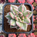 Echeveria Agavoides 'Elkhorn' Variegated 1"-2" Succulent Plant Cutting
