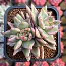 Echeveria Agavoides 'Elkhorn' Variegated 3" Succulent Plant Cutting