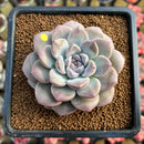 Graptoveria 'Highstone' 3" Succulent Plant