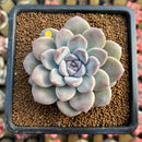Graptoveria 'Highstone' 3" Succulent Plant