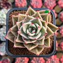 Echeveria 'Jade Star' Variegated 2"-3" Succulent Plant Cutting