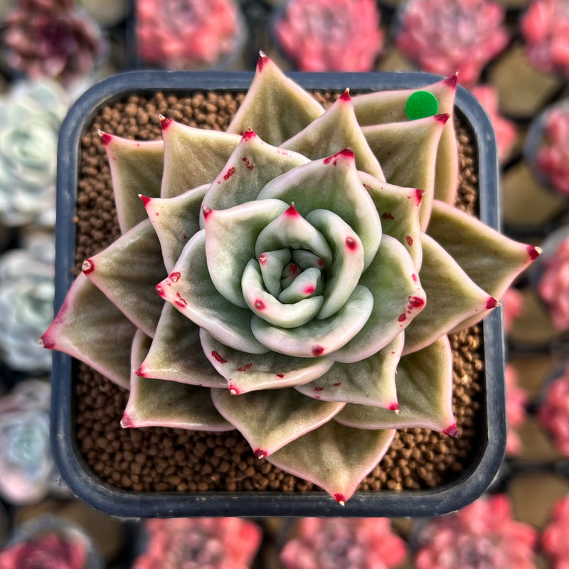 star plant succulent Echeveria 'Jade Star' Variegated 2"-3" Succulent Plant Cutting