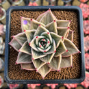 Echeveria 'Jade Star' Variegated 2"-3" Succulent Plant Cutting
