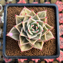 Echeveria 'Jade Star' Variegated 2"-3" Succulent Plant Cutting
