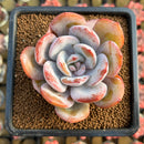 Echeveria 'Cream Tea' 2" Succulent Plant Cutting