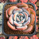 Echeveria 'Cream Tea' 2" Succulent Plant Cutting