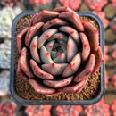Echeveria 'Pink Champaign' 2" Succulent Plant Cutting