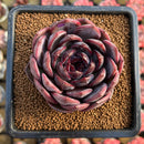 Echeveria 'Odette' 2"-3" Succulent Plant Cutting