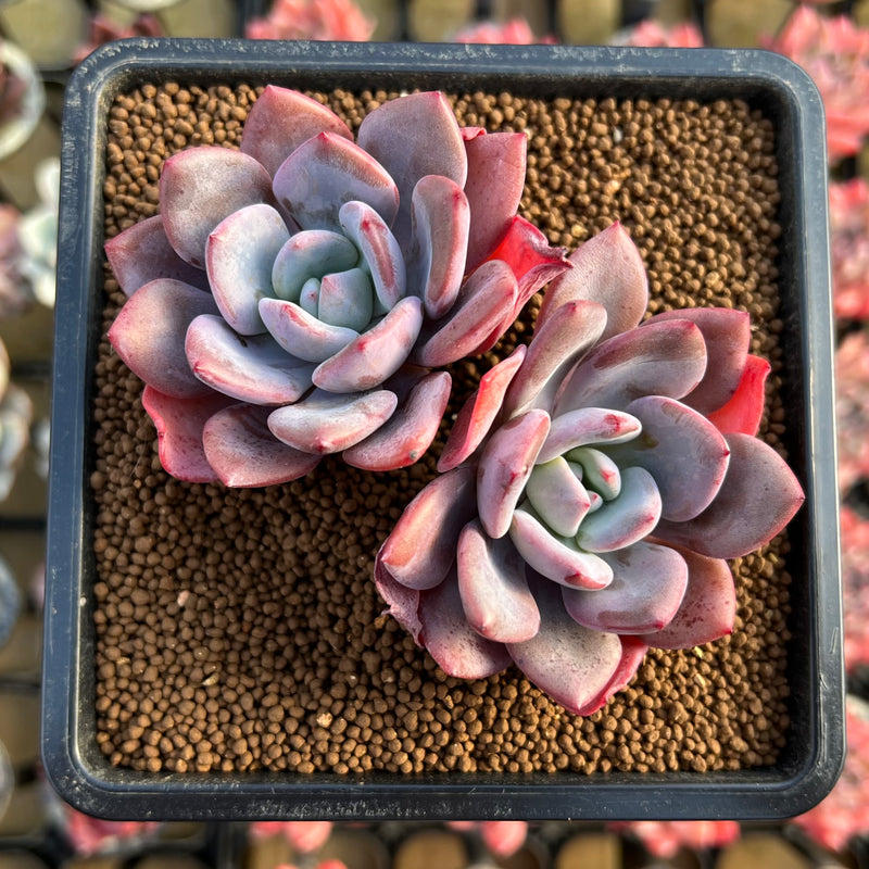 mr succulent Graptoveria 'Acute Pink' 4