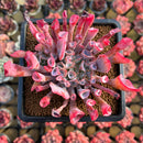 Echeveria 'Trumpet Pinky' 4" Succulent Plant Cutting