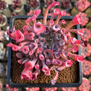 Echeveria 'Trumpet Pinky' 4" Succulent Plant Cutting