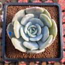 Echeveria 'Snow Shower' 3" Succulent Plant
