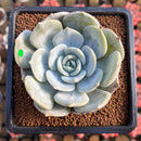 Echeveria 'Snow Shower' 3" Succulent Plant