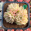 Echeveria 'Malgan' 2" Cluster Succulent Plant Cutting