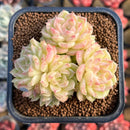Echeveria 'Malgan' 2" Cluster Succulent Plant Cutting