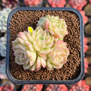Echeveria 'Malgan' 2" Cluster Succulent Plant Cutting
