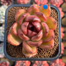 Echeveria 'Black Queen' 2" Succulent Plant Cutting