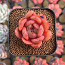 Echeveria 'Red Wine' Hybrid 1"-2" Succulent Plant Cutting